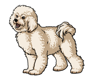 Bichon Frise border=