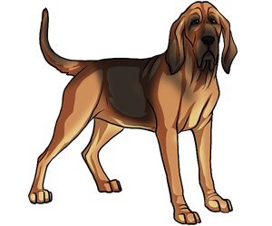 Bloodhound border=