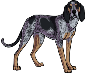 Bluetick Coonhound border=