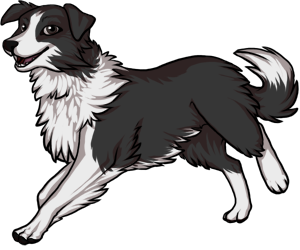 Border Collie border=