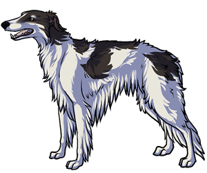 Borzoi border=