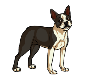 Boston Terrier Boston Terrier border=