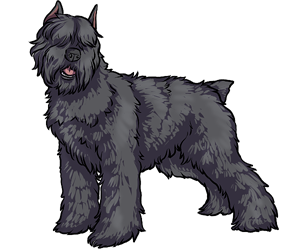 Bouvier Des Flandres border=