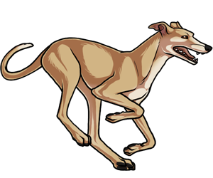 Greyhound Greyhound border=