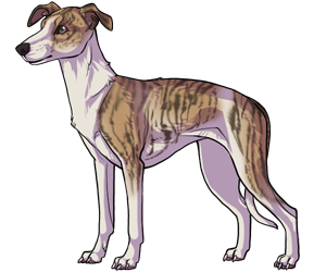Whippet Whippet border=