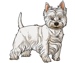 West Highland White Terrier border=