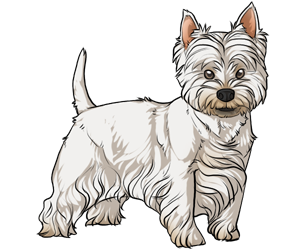 West Highland White Terrier West Highland White Terrier border=