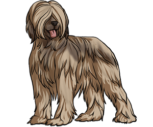 Briard Briard border=