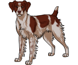 Brittany Spaniel border=