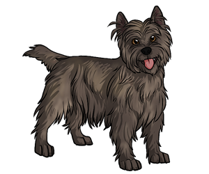 Cairn Terrier Cairn Terrier border=