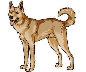 Canaan Dog border=