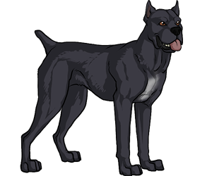Cane Corso Mastiff Cane Corso Mastiff border=