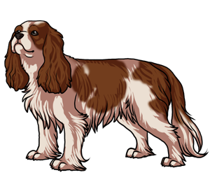 Cavalier King Charles Spaniel border=