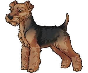 Welsh Terrier Welsh Terrier border=