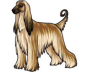 Afghan Hound border=