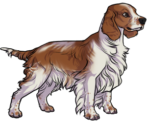 Welsh Springer Spaniel Welsh Springer Spaniel border=