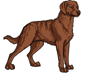 Chesapeake Bay Retriever border=