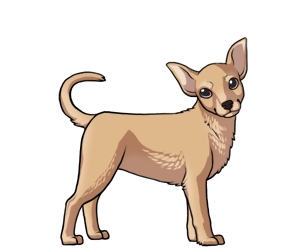 Chihuahua Chihuahua border=