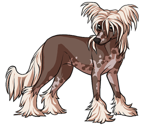 Chinese Crested border=