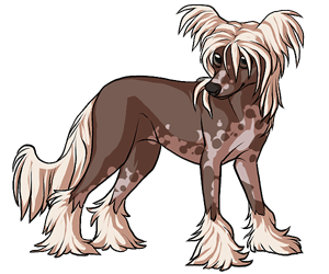 Chinese Crested Chinese Crested border=