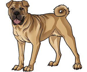 Chinese Shar-pei border=