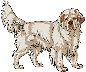 Clumber Spaniel border=