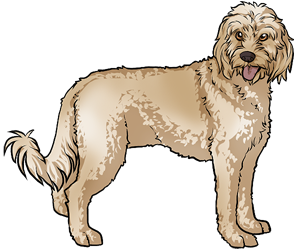 Cockapoo border=