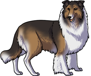 Collie border=