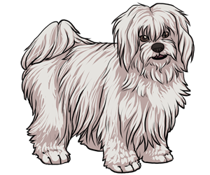 Coton De Tulear Coton De Tulear border=