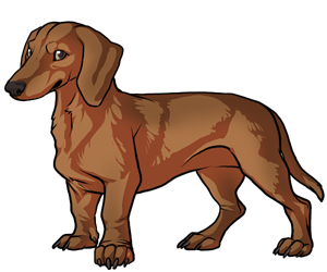 Dachshund Dachshund border=