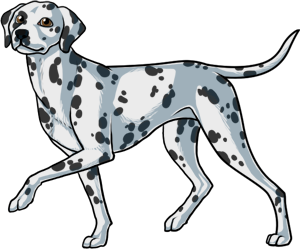 Dalmatian Dalmatian border=