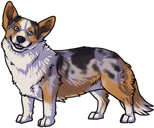 Cardigan Welsh Corgi Cardigan Welsh Corgi border=