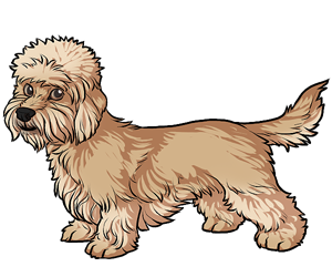 Dandi Dinmont Terrier Dandi Dinmont Terrier border=