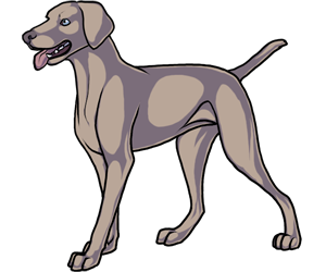 Weimaraner border=