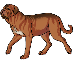 Dogue De Bordeaux border=