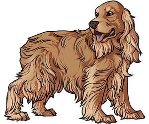 English Cocker Spaniel border=