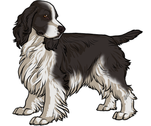 English Springer Spaniel border=