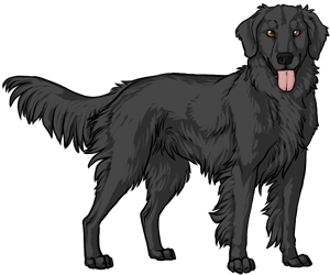 Flat Coated Retriever Flat Coated Retriever border=