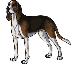 Treeing Walker Coonhound border=