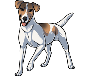 Smooth Fox Terrier Smooth Fox Terrier border=