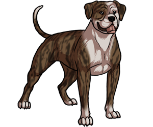 American Bulldog American Bulldog border=