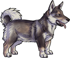 Swedish Vallhund border=