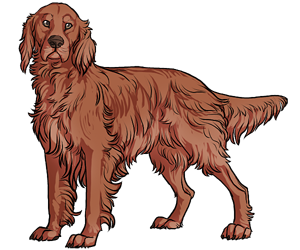 Irish Setter border=