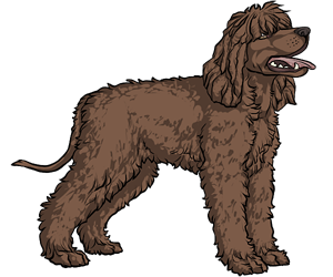 Irish Water Spaniel Irish Water Spaniel border=